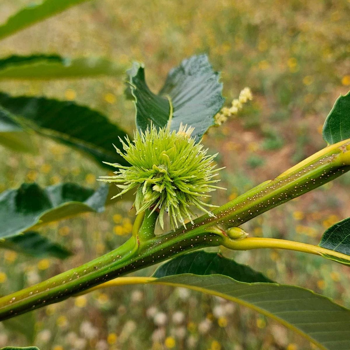 El castaño marrón se consolida como un cultivo estratégico para el sur ...